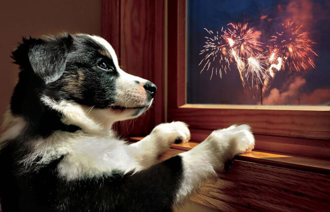 Dog looking through window at fireworks